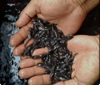 Bibit Lele Dumbo 7-9 cm